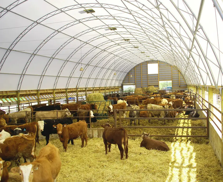 Cattle Barns